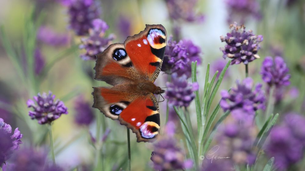Peacock butterfly with its lovely pattern that resembles the “eyes” on a Peacock’s tail feathers.