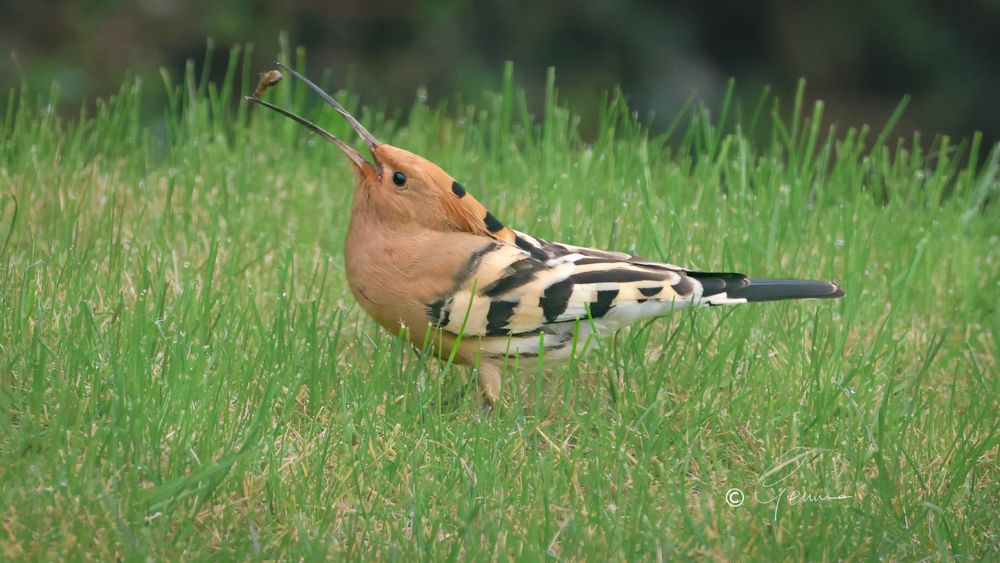 Hoopoe swallowing a worm.