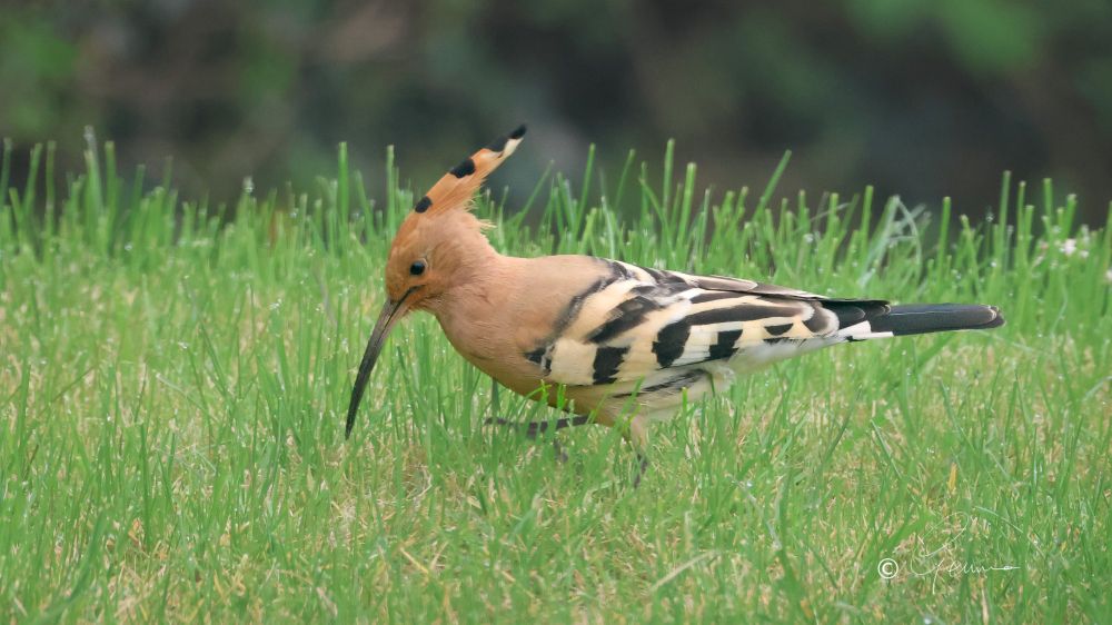 Hoopoe feeding