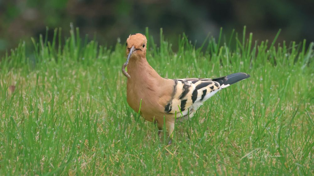 Hoopoe with a worm.