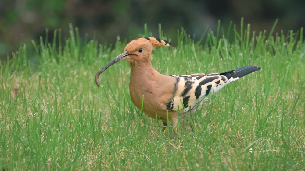 Hoopoe with a worm.