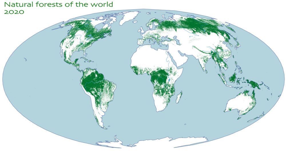 Global extent of natural forests in 2020 (according to Neumann et al. in review) based on a probability threshold of 0.52.