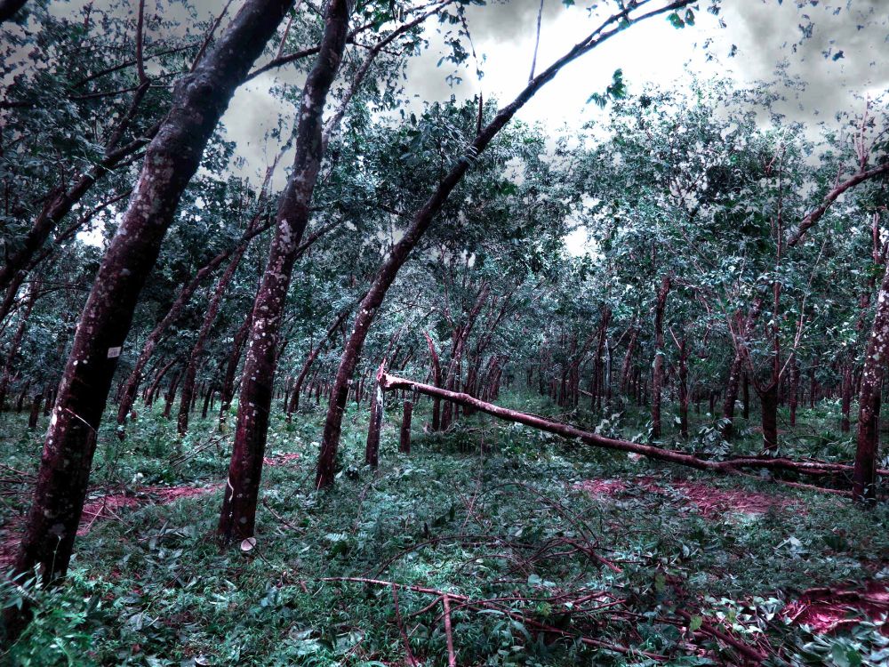 A rubber tree plantation on the island of Hainan in China has been trashed following a cyclone. Trees are bent and several have been snapped.