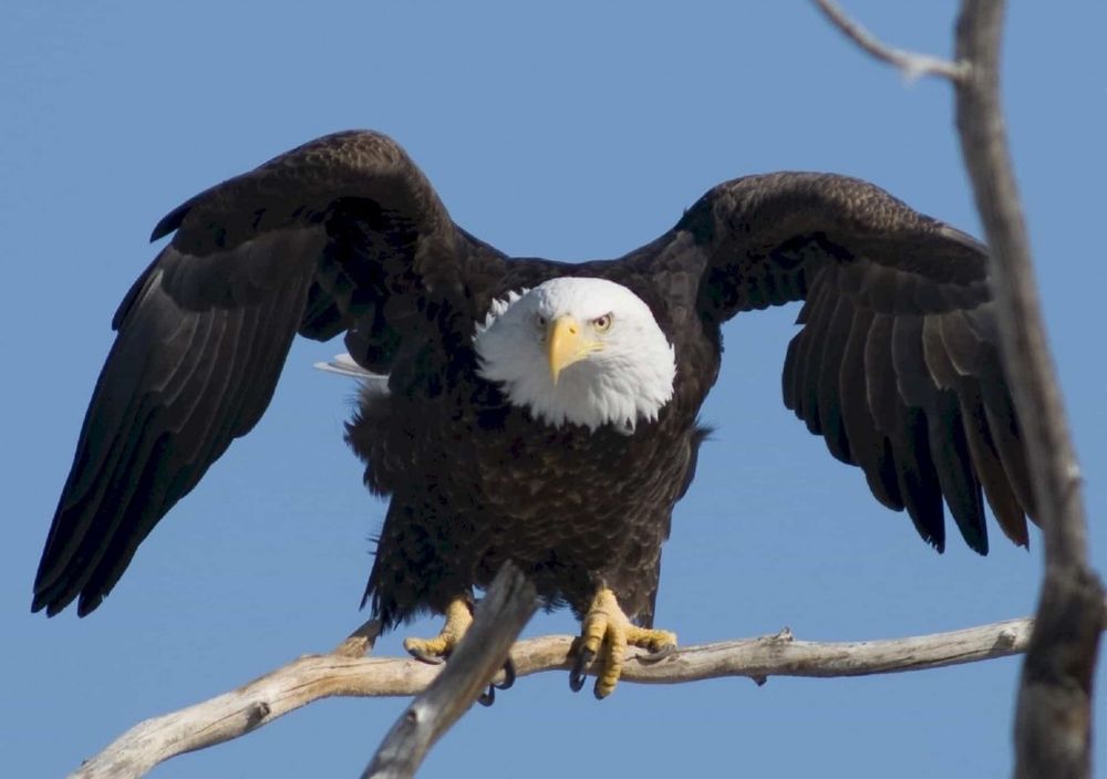 Bald eagle via Indiana Audubon