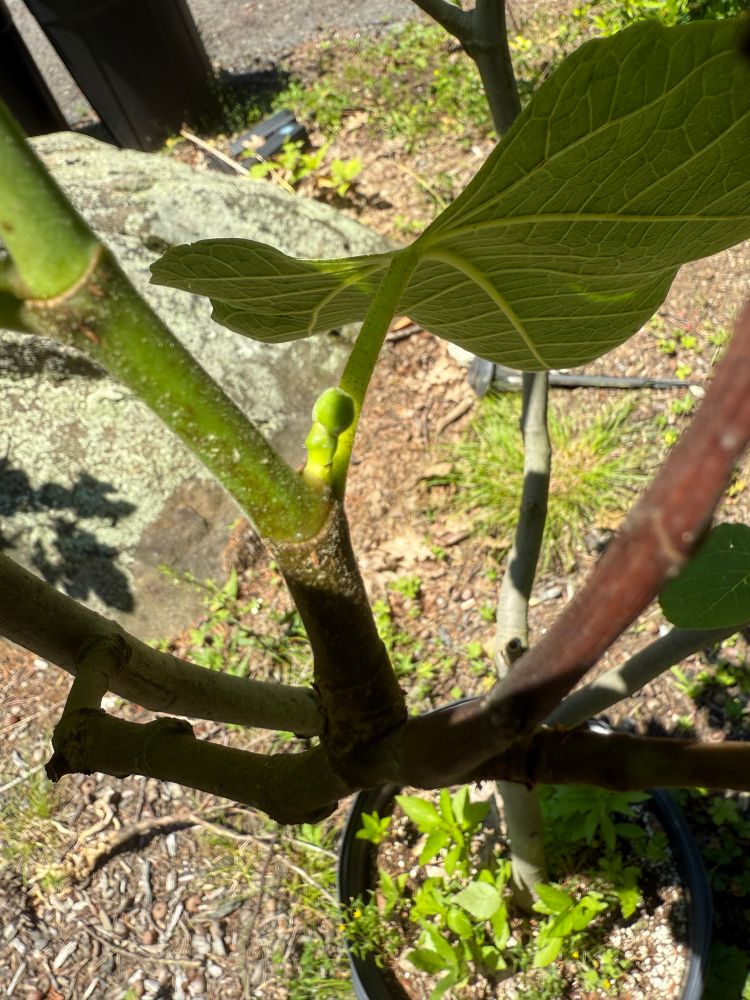 The branch of a fig tree with its nodes and fresh green growth; a tiny green fig smaller than a pea can be seen forming at the joint of leaf and branch