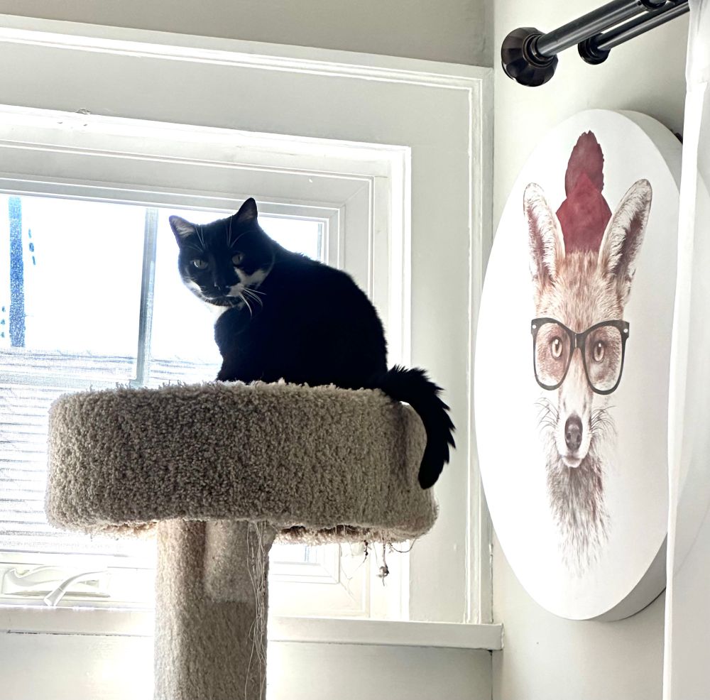 Tuxedo cat on cat tower