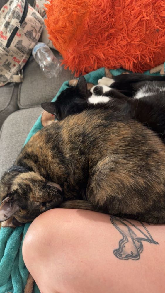 Sleeping, cuddly cats