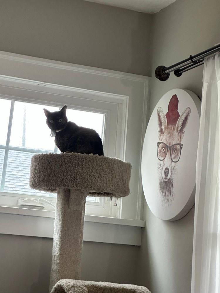 Tortie cat on cat tower