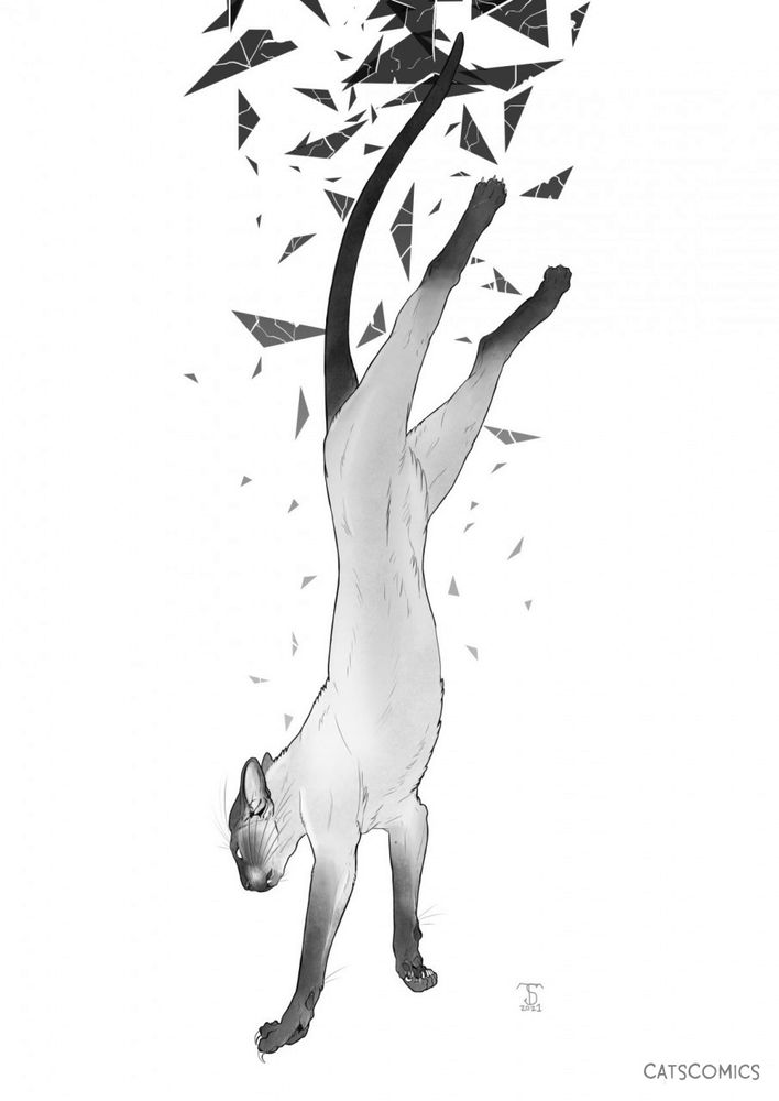 Siamese cat falling through shards