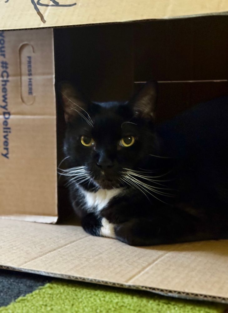 Tuxedo cut sitting with arms folded inside box staring at you