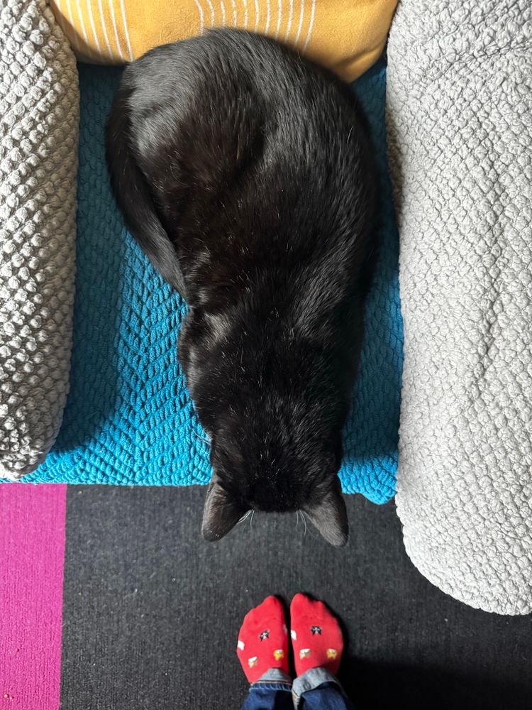 Black cat from above sleeping between two blankets in the middle of a sofa
