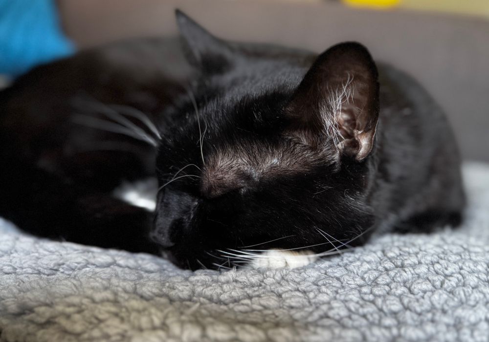 Tuxedo cat sleeping on his white paw