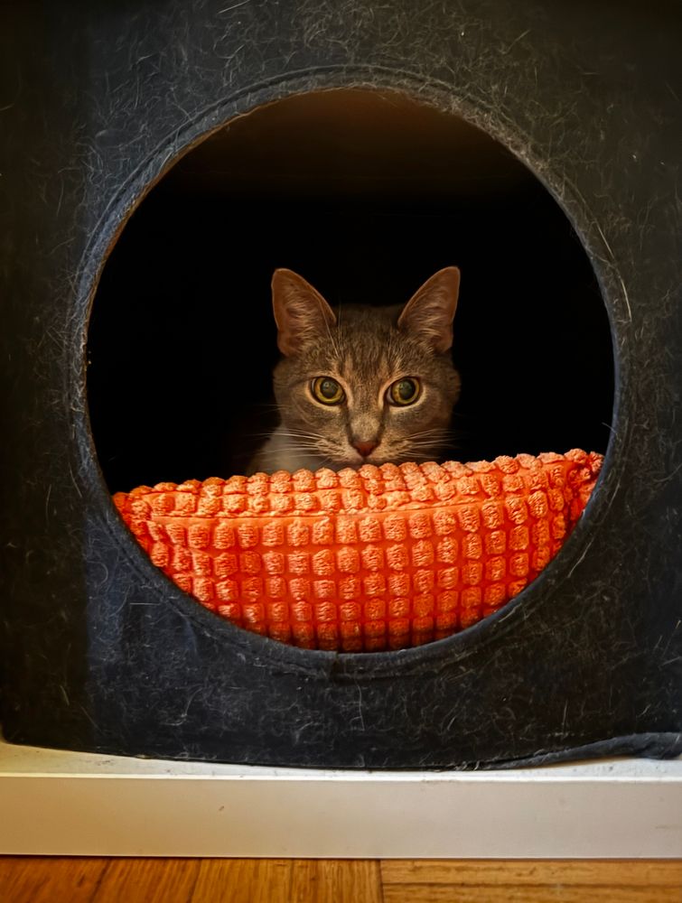 Small brown and white cat resting on an orange pillow inside a round cat bed window, she looks forlorn.