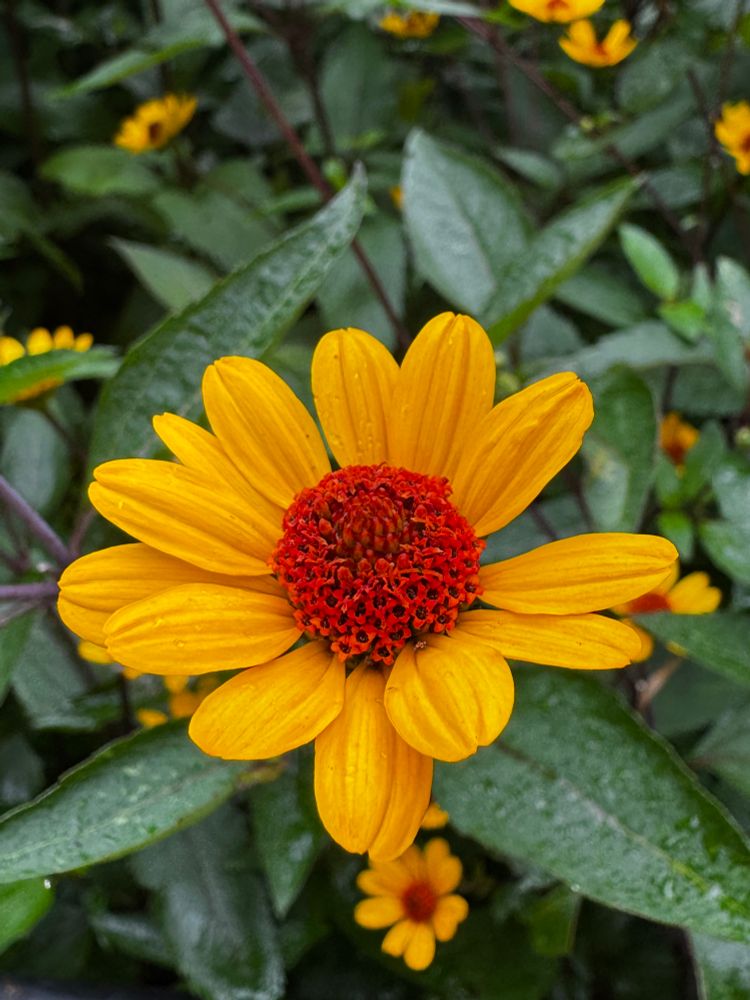 Yellow daisy like flower with burnt orange center 