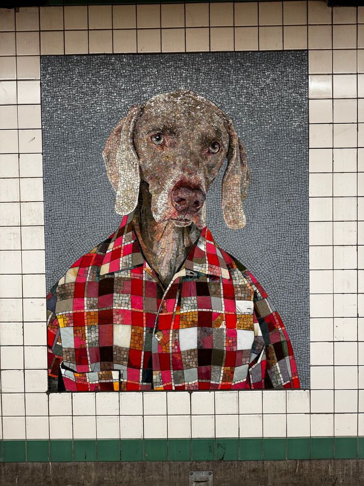 Weimaraner dog portrait in cheek shirt on grey background about 3 x 5 ft on subway wall