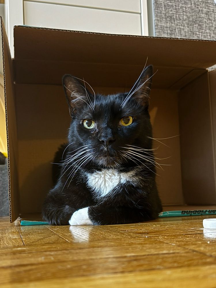 Tuxedo can leans on one arm inside a cardboard box.