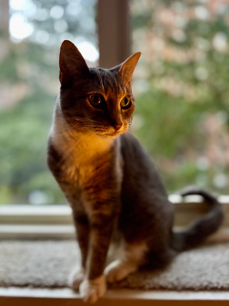 Small cat in warm light on sill, her eyes are big