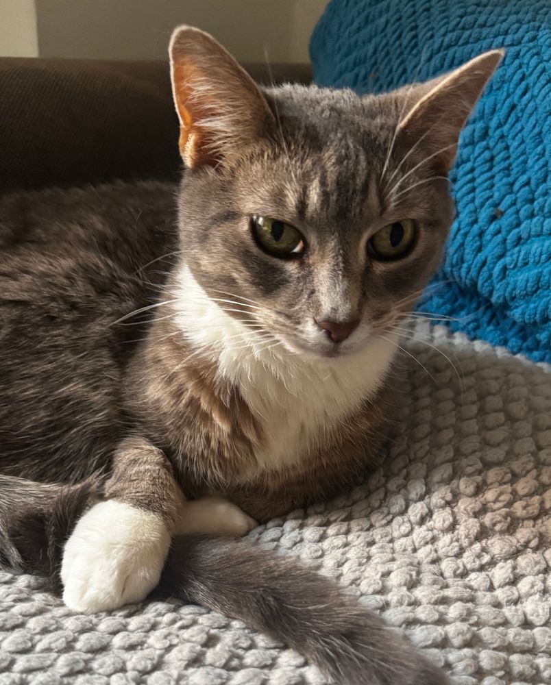 Brown and white cat looking worried and holding her tail down