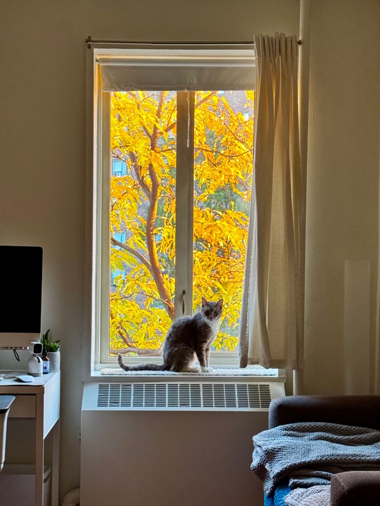 Small cat with almost straight tail looking At us from windowsill. Trees with yellow leaves in warm light behind her messy sofa in front of her.