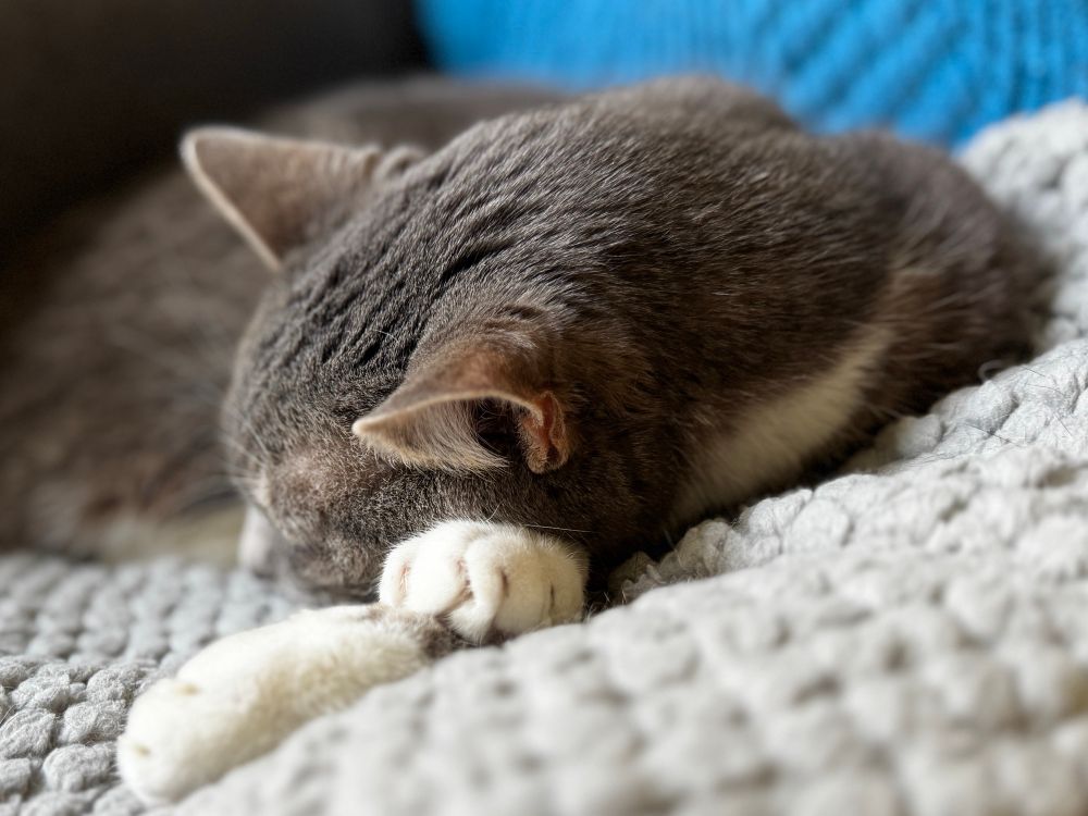 Brown and white cat sleeping peacefully on her white paws