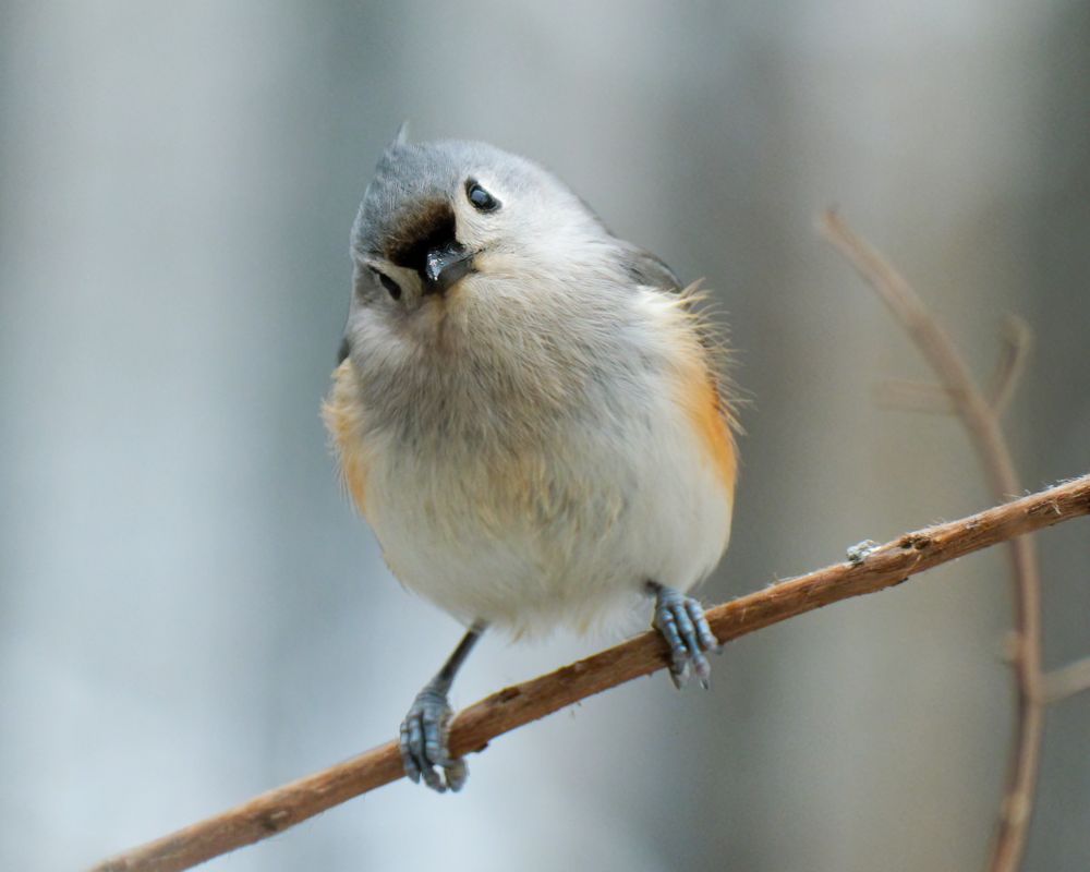 Tufted Titmouse
© Sharon W.