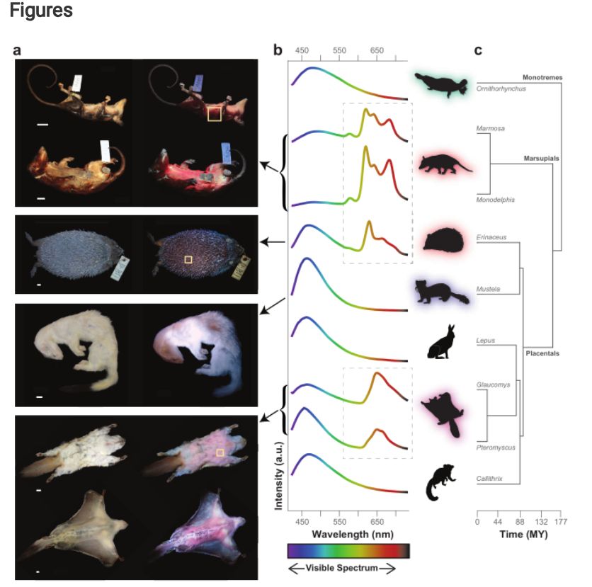 Représentation des colorations et des spectres d'émissions pour plusieurs mammifères.