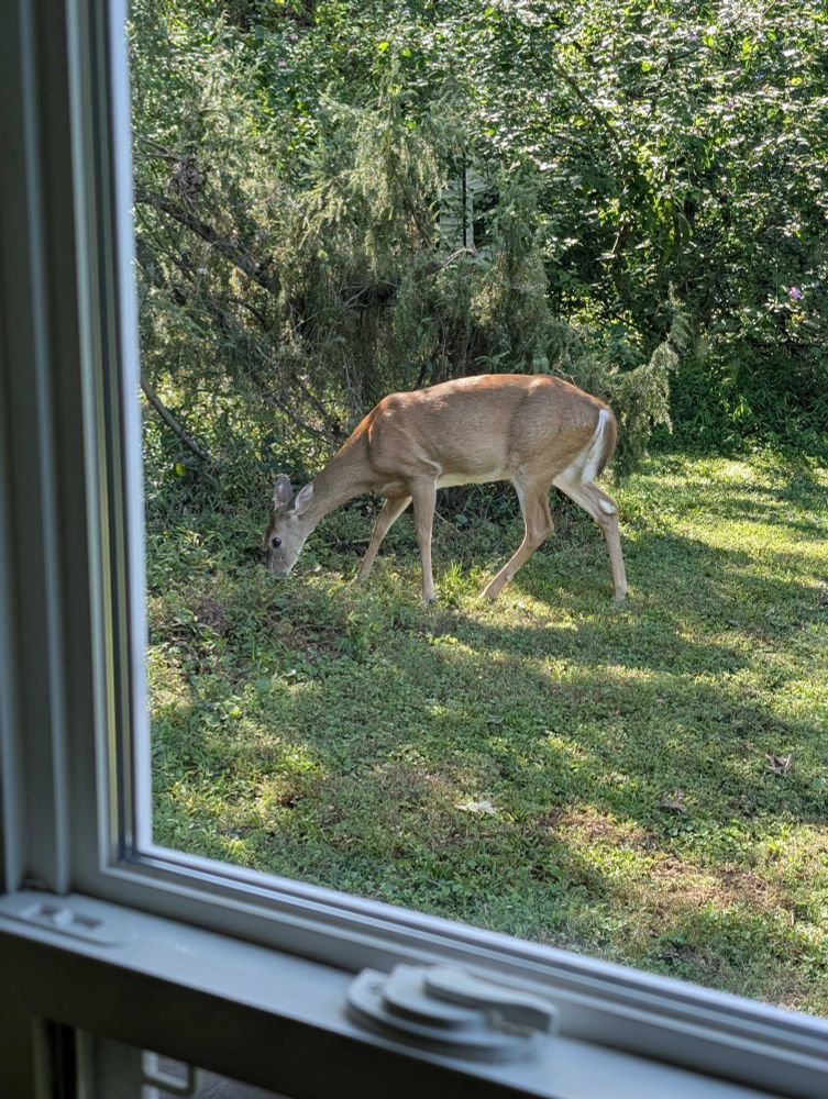 White tailed deer about ten feet from my office window munching on clover beneath a cedar tree.