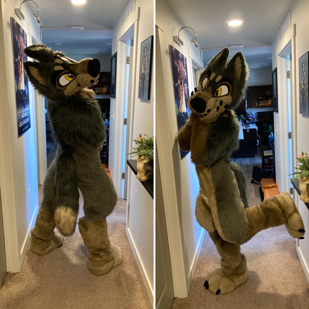 Timber the wolf showing off the fully assembled fursuit after the body suit was tailored to fit.