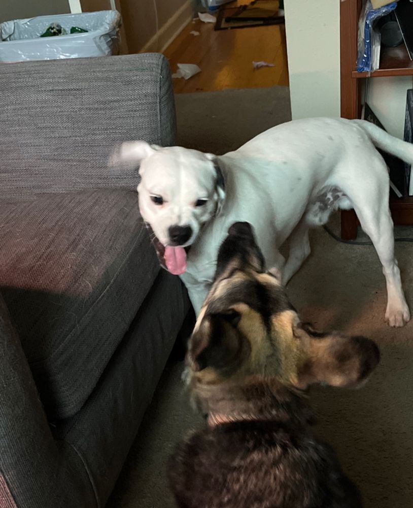 A white beagle and a German shepherd are play fighting. The white beagle is making a funny Bitey face with his tongue out 