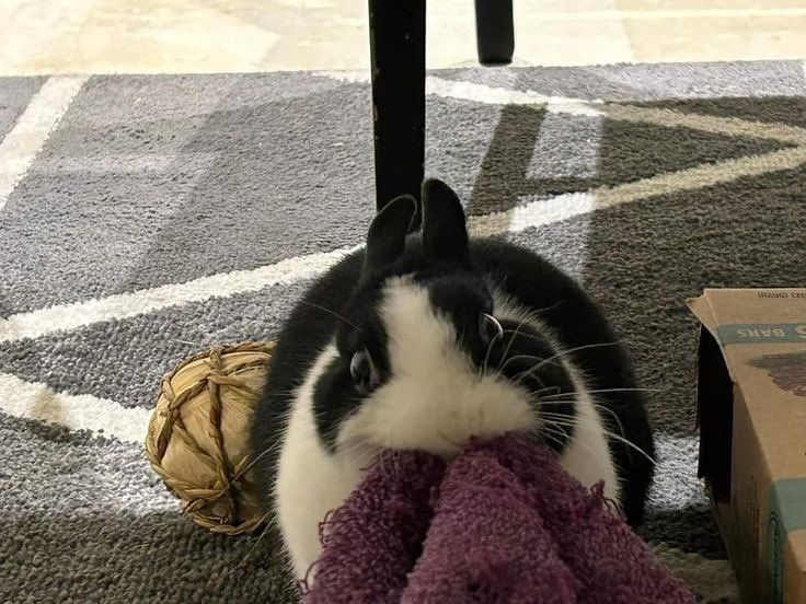 Bunny chomping on a blanket.