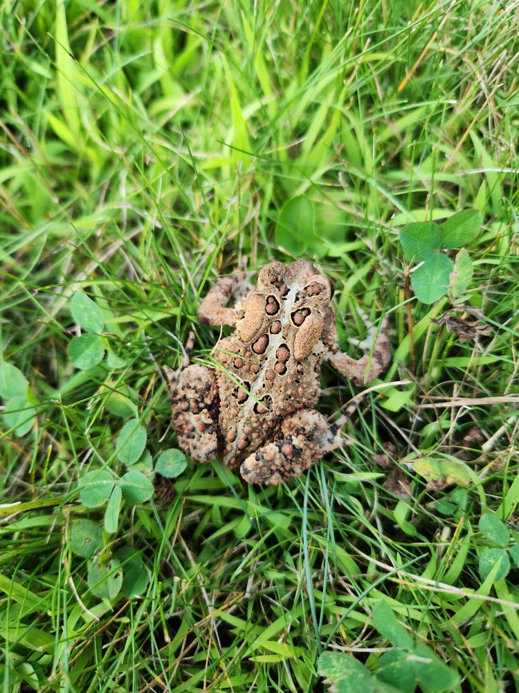 A toad in a grassy backyard.