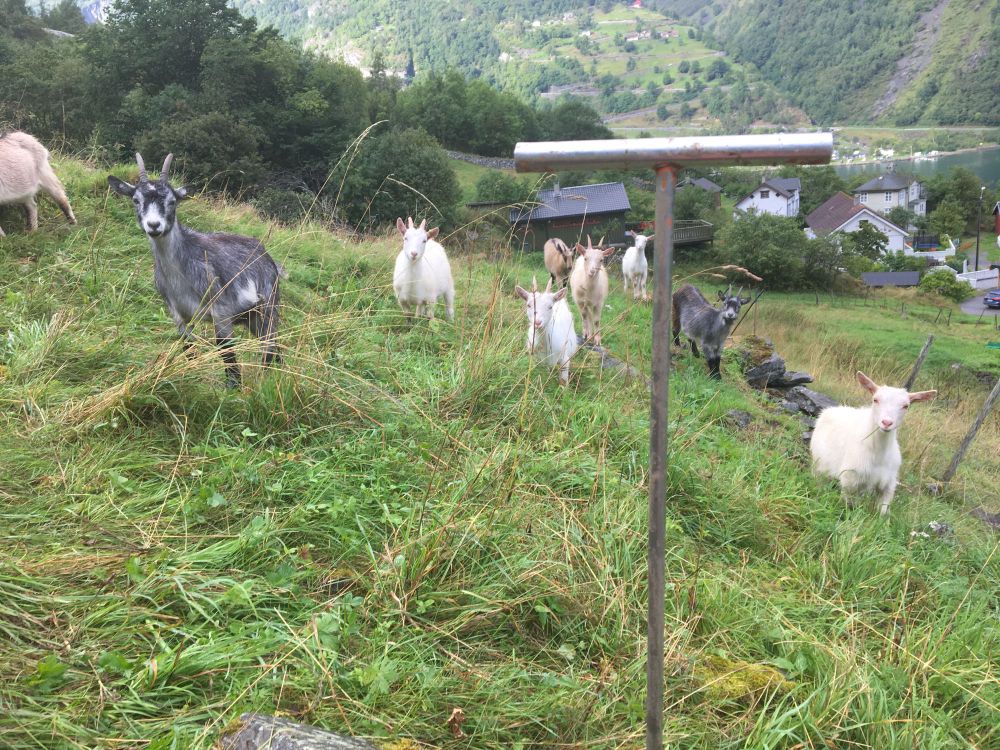 A grassy hillside on a fjord in Norway with a town in the background, a metal soil probe is in the foreground, with 7 juvenile goats staring at the viewer in the close background.