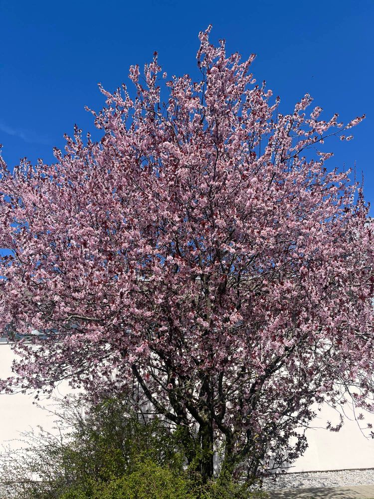 Ein Baum mit hellrosa Blüten vor wolkenlosem, blauen Himmel.