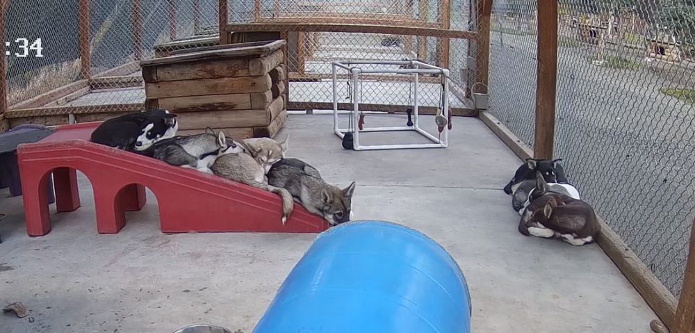 4 sled dogs snuggling on a slide and 3 snuggling next to a fence