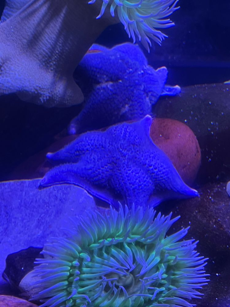 This starfish has a butt.