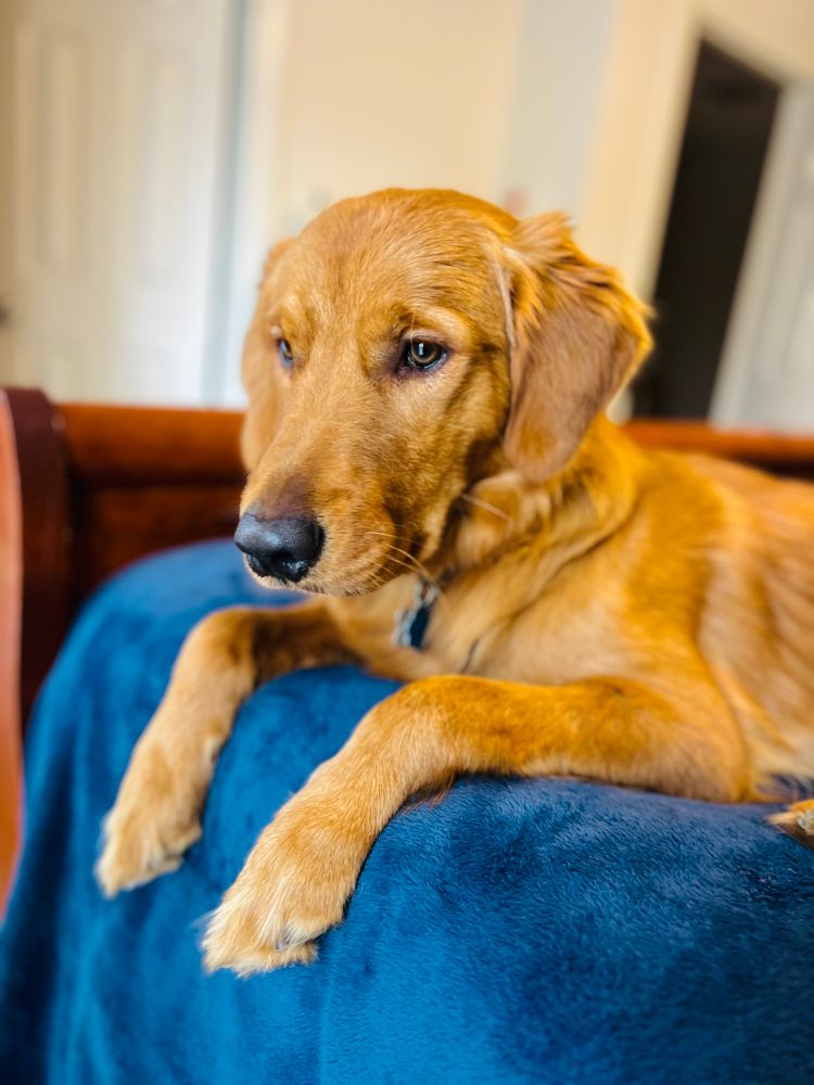 A golden retriever laying on a blue blanket 