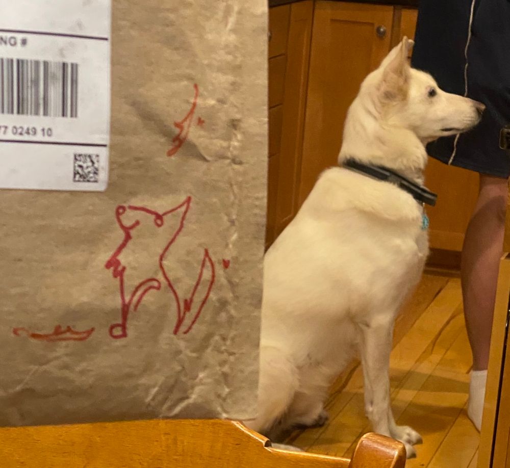 On the left of the screen is a brown envelope with a red marker drawing of a husky; on the right of the screen is a white husky sitting attentively in a mirror reflection of the husky drawing. 