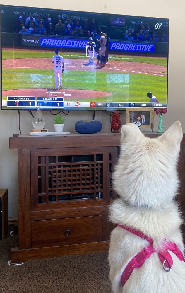 A white husky with a pink chest harness intently watches a baseball game happening on TV. 