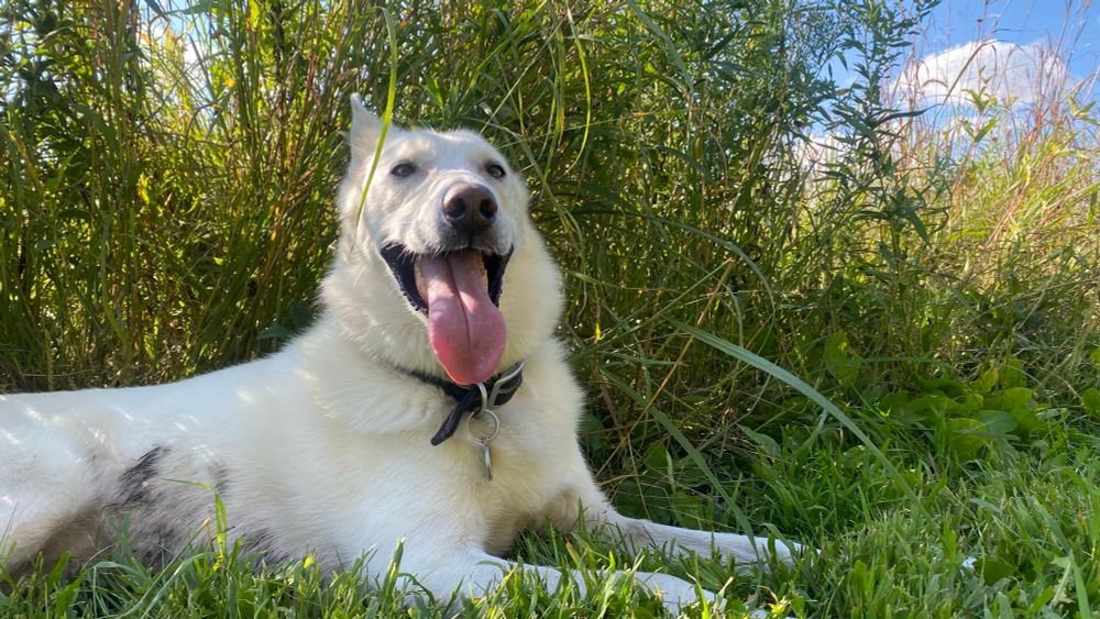 A white husky lies in some tall green grass. Behind him is a blue sky peeking through the grass. 