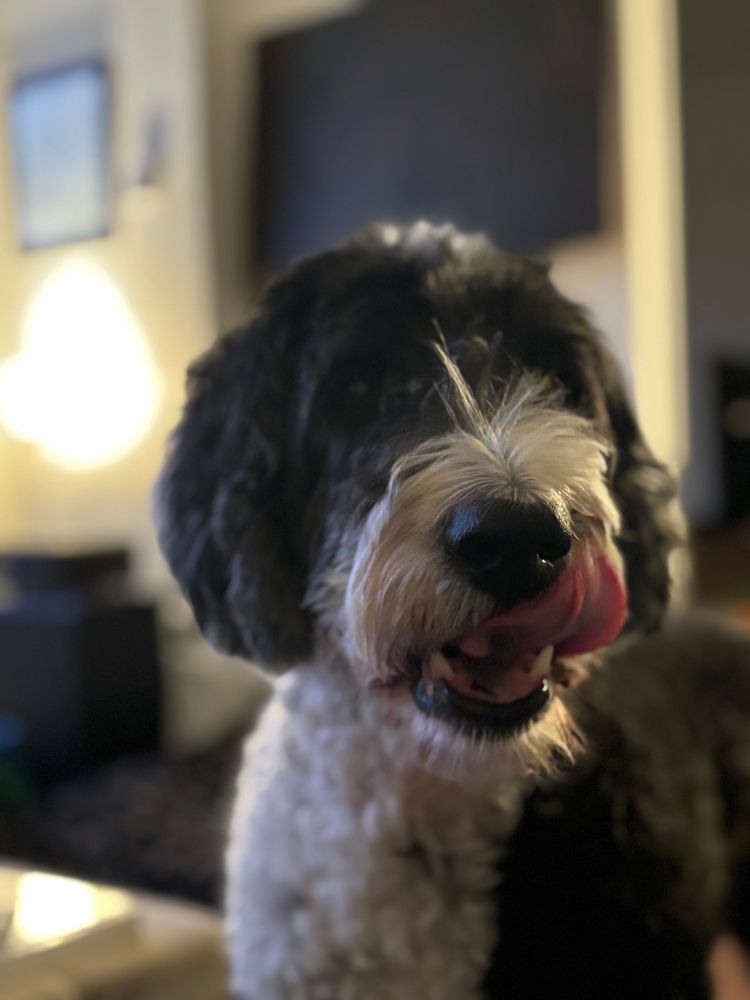 Black and white dog facing the camera, licking his lips. 
