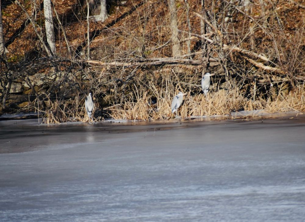 Some heron by the water 