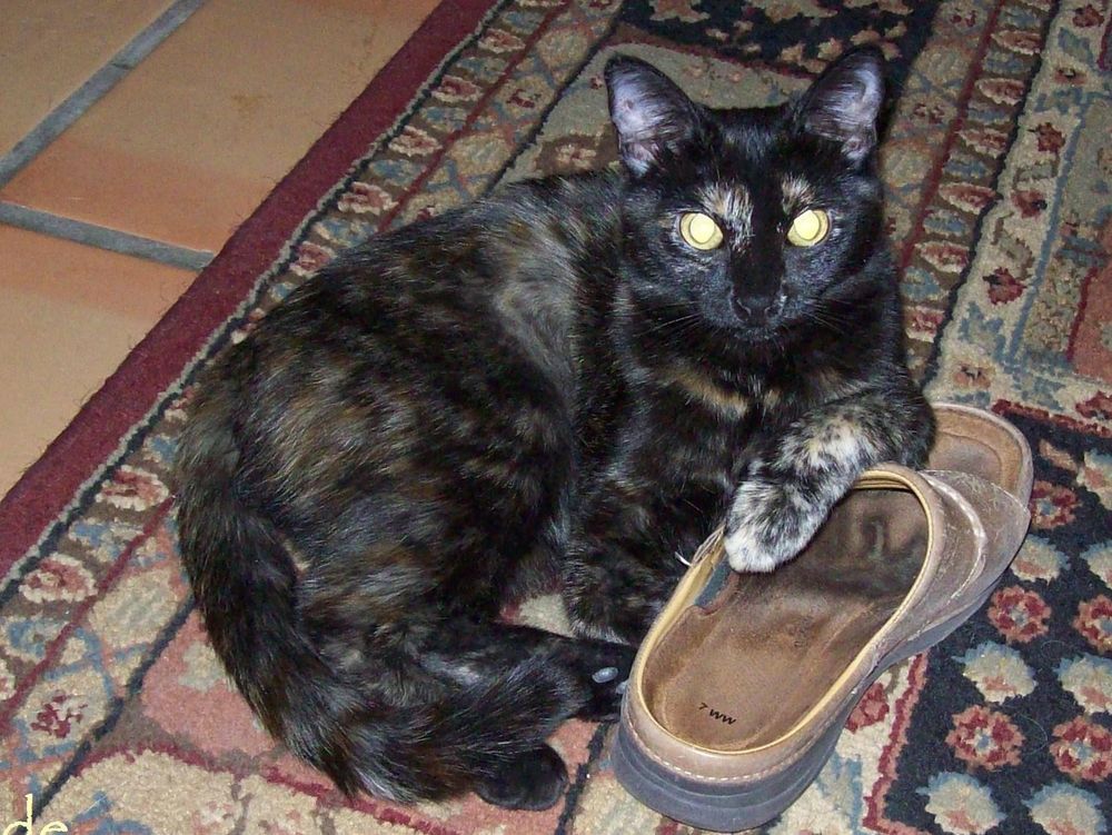 A dark tortoiseshell cat reclines regally on a throw rug with her left arm resting atop an old strapless sandal, looking forward with her ears up and alert.
