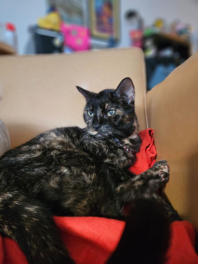 Shan, a tortoiseshell cat, poses elegantly on the chair. She wears a strand of black freshwater pearls. 
