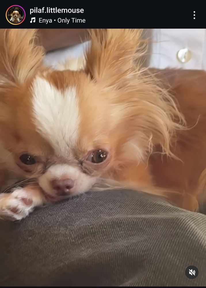 screenshot from Instagram account @ / pilaflittlemouse - video of the little big headed long haired Chihuahua who is a service dog for actress Demi Moore. She is so small she did not know she was being used in the AI slop machine.