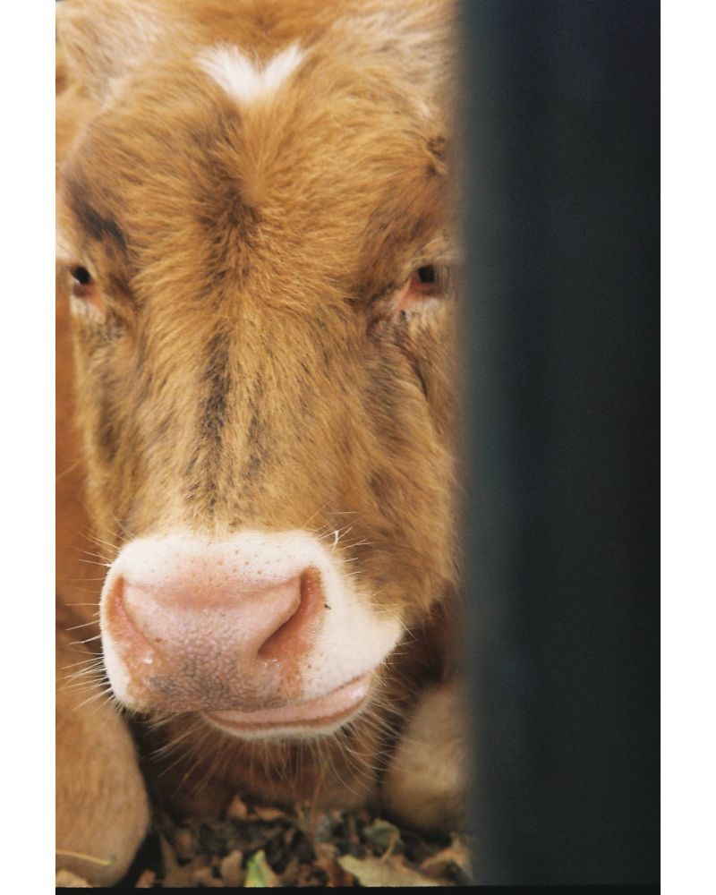 A close up of a brown cow between the bars of an enclosure 