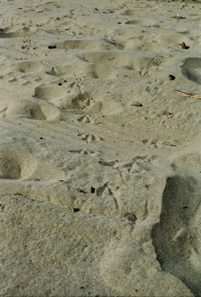 A trail of seagulls footprints in the sand 