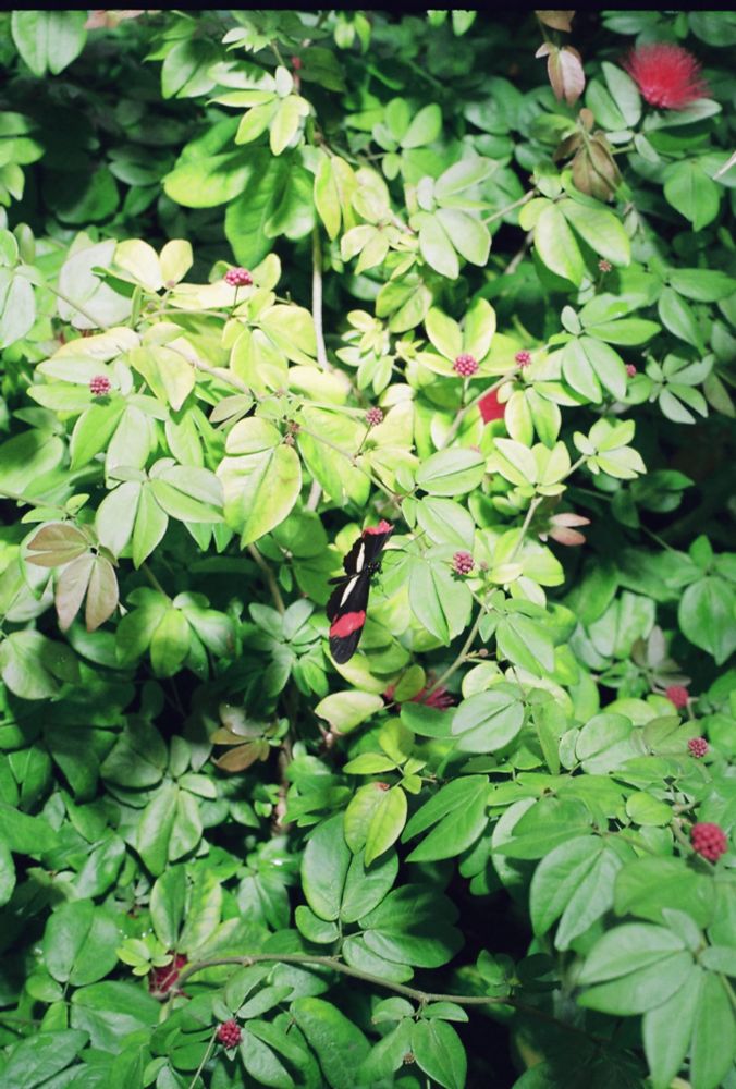 A black winged butterfly with a red and white stripe on each wing 
Surrounded by and landed on a green bush with a few smaller bunches of red flowers 
The flash has gone off on the camera making a brighter ring in the center 