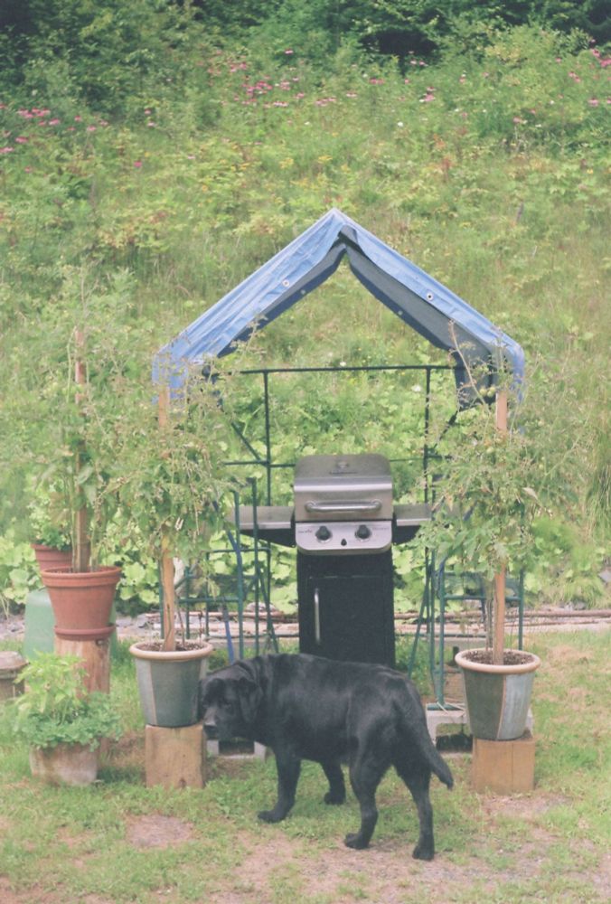 A black lab standing in front of a small grill with a tarp made into a roff over it. There are potted plants to either side of the grill, and the dog is turning to look back at the camera 