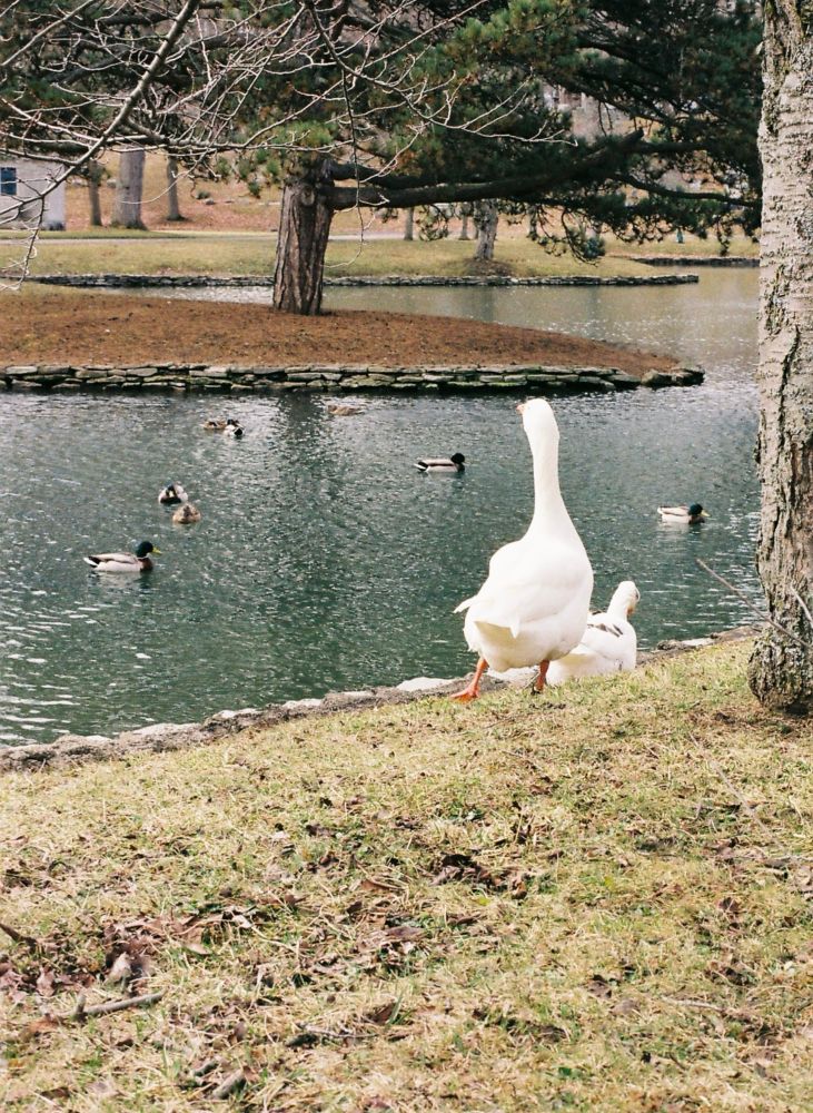 Two geese standing outside the edge of a pond. There are 5 ducks in the pond and a small island behind them with a pine tree on it 