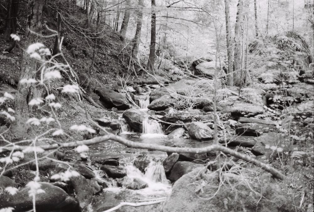 A black and white image of a creek running through the woods
